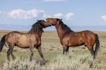 Obraz premium Wild Horses in Summer in the Wyoming Desert