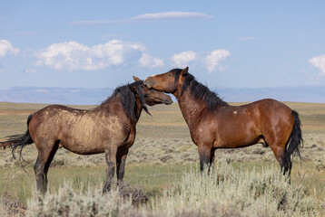 Wild Horses in Summer in the Wyoming Desert
