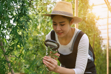 A beautiful Agriculturist, Researcher checking and analyzing hemp plants by magnifying glass, Quality inspection of cannabis plants.