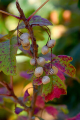 Poison Oak Berries 02