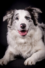 portrait of the Border Collie Dog