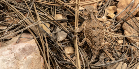 Horned Lizard Hides In Dried Pine Needles