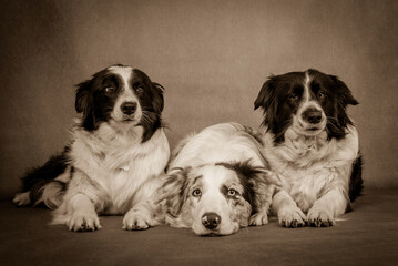 portrait of the Border Collie Dog