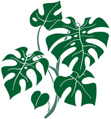 Simplicity monstera plant freehand drawing flat design.
