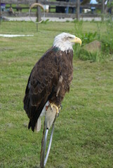 águila calva