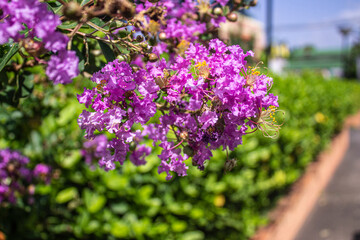 Obraz premium purple flowers in the garden