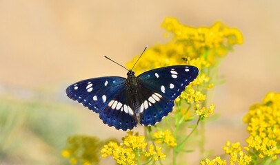 Limenitis reducta   816