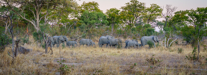 Elephants in Botswana 