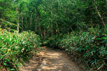 dirt road among bamboo in subtropical forest, Kunashir