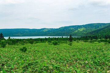 natural landscape of Kunashir island, view of the Golovnin volcano caldera with hot lake thickets of sasa and dwarf pines