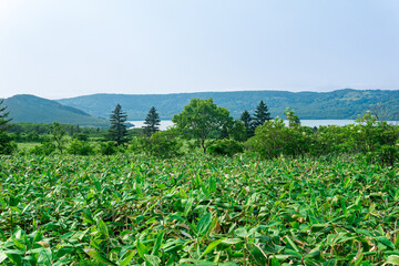 natural landscape of Kunashir island, view of the Golovnin volcano caldera with hot lakes