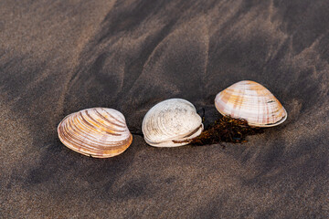 three shells of surf clams on black volcanic sand
