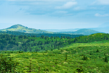 Fototapeta na wymiar thickets of sasa bamboo and dwarf pines on the hills on Kunashir island, natural seaside insular landscape