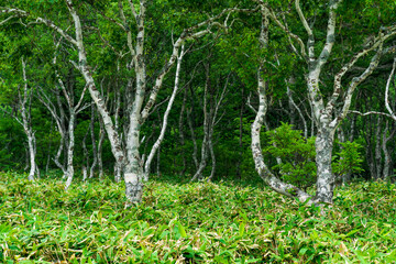 Obraz premium stone birches among bamboo thickets, wooded landscape of Kunashir island, monsoon coastal forest