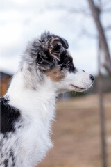 Fototapeta premium portrait of the Australian Shepherd Puppy dog