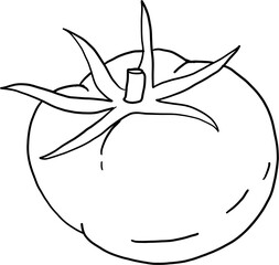 doodle freehand sketch drawing of tomato vegetable. 