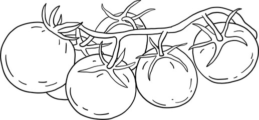 doodle freehand sketch drawing of tomato vegetable. 