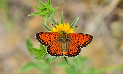 Obraz premium Melitaea arduinna 817