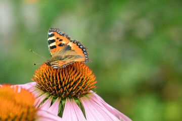 A diurnal butterfly urticaria sits on a flower of Echinacea purpurea.