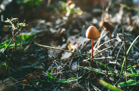 Beautiful small orange mushroom among dried branches, foliage, mowed grass in mystical autumn misty forest. Selective focus