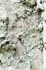 Close Up of Moss Lichen Urban Decay Texture Background