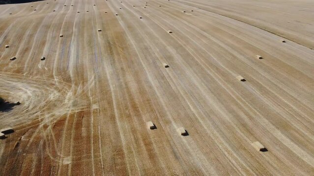 British Agricultural and Harvesting Fields Farms at Sunset Time. High Angle Footage taken with drone's camera on a hot summer day of England. Agricultural Farms and Working Machines at Dunstable Downs