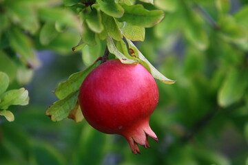 Pomegranates on a tree in a city park.