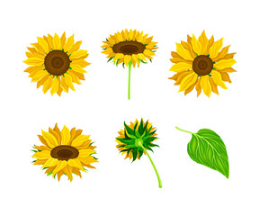 Set of sunflowers. Beautiful garden plant with ripe seeds cartoon vector illustration