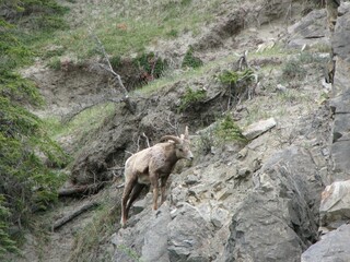 Mountain Goat on the rocks
