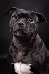Fototapeta premium portrait of the Staffordshire Bull Terrier - Staffy, Stafford