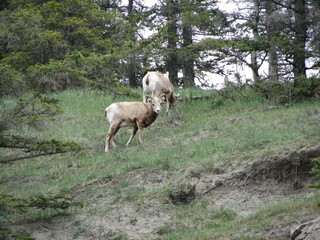 Mountain Goats grazing