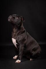 portrait of the Staffordshire Bull Terrier - Staffy, Stafford