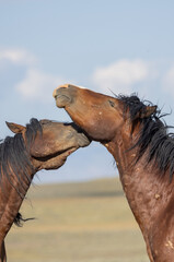 Wild Horses in Summer in the Wyoming Desert