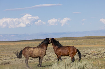 Wild Horses in Summer in the Wyoming Desert