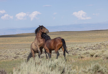 Wild Horses in Summer in the Wyoming Desert
