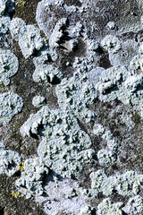 Close Up of Moss Lichen Urban Decay Texture Background