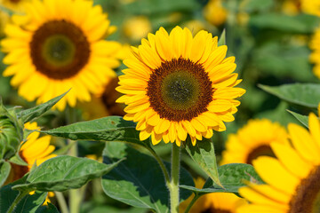 Fototapeta premium Fresh sunflower