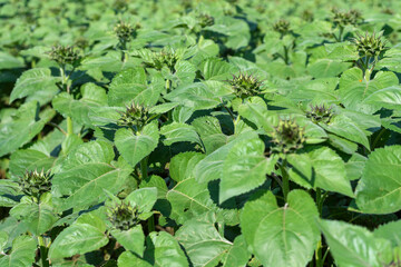 Soon to be Sunflowers