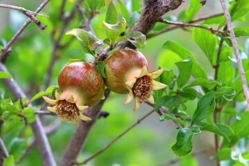 Pomegranates on a tree in a city park.