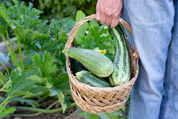 Woman's hands holding basket of fresh zucchini in garden