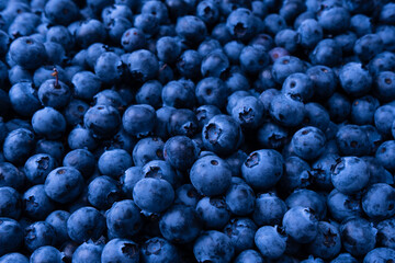 Fresh blueberry background. Texture blueberry berries close up.