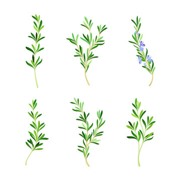 Set of fresh rosemary sprigs, spice herb cartoon vector illustration
