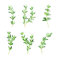 Set of sprigs of fresh rosemary, Spice herb plant cartoon vector illustration