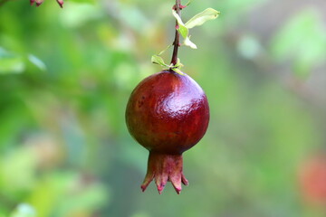 Pomegranates on a tree in a city park.