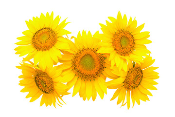 pattern of five sunflower flowers on a white background