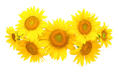seven sunflower flowers laid out on a white background