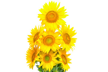 A large bouquet of sunflower flowers on a white background