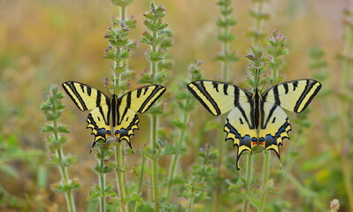 Papilio alexanor   820