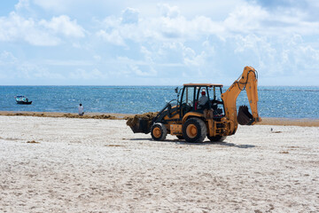 A bulldozer removes sargassum from a tropical beach in Mexico. The serious mid-environmental problem in the Riviera Maya.