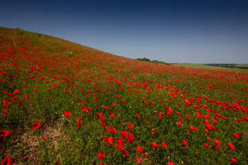 Amazing and large poppy field in Poland. The red color harmonizes beautifully with the blue of the sky. Summer landscape of the Opolskie Voivodeship.